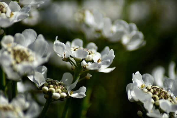 Immergrüne Schleifenblume