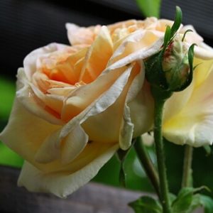 Rose an einer Rankhilfe