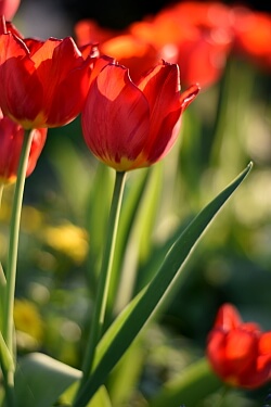 Rote Tulpen im Garten Rote Tulpen im Garten