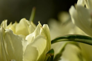 Weiße Tulpen im Garten