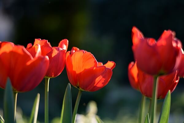 Rote Tulpen im Garten Rote Tulpen im Garten