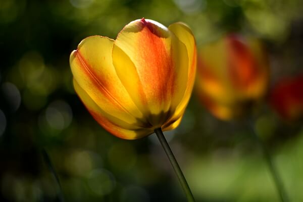 Tulpen im Garten Tulpen im Garten