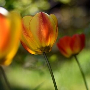 Tulpen im Garten