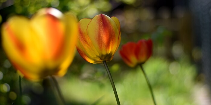Kein Frühling ohne Tulpen