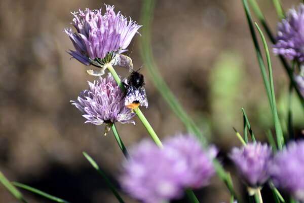 Bienenfreundlicher Garten - Wildbiene auf einer Schnittlauchblüte Bienenfreundlicher Garten - Wildbiene auf einer Schnittlauchblüte