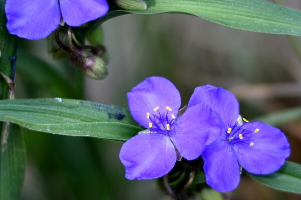 Dreimasterblume Dreimasterblume