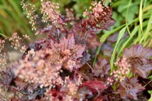 Purpurglöckchen im Blumenbeet