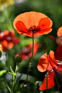 Roter Mohn im Gegenlicht