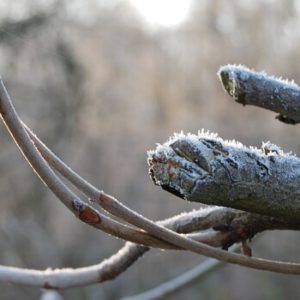 Garten winterfest machen
