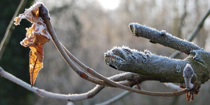 Garten winterfest machen