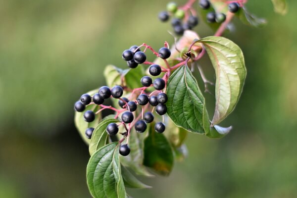 Hartriegel mit reifen Beeren Hartriegel mit reifen Beeren