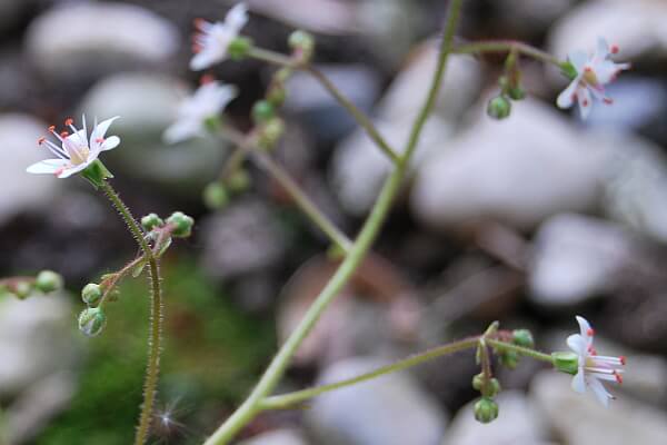 Porzellanblümchen Blüten