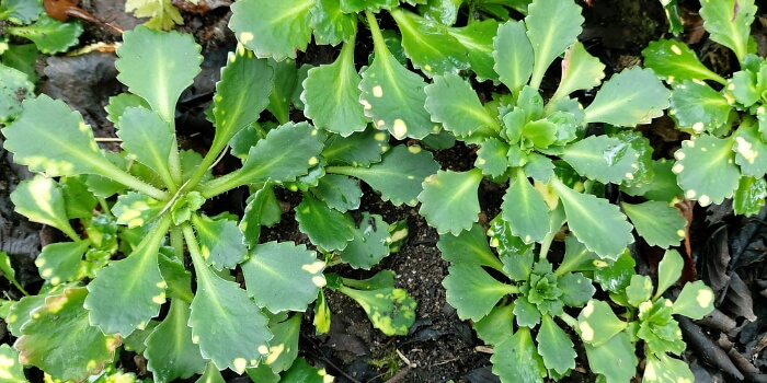 Porzellanblümchen – robuster Bodendecker mit filigranen Blüten