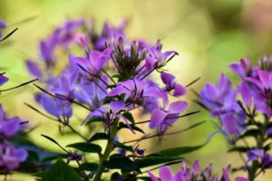 Spinnenblume