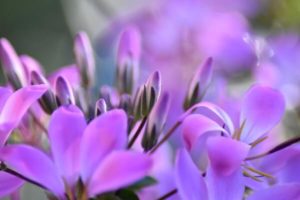 Spinnenblume