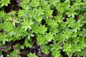 Waldmeister