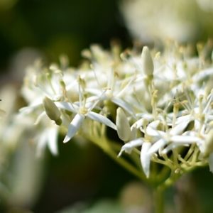Biene an blühendem Hartriegel