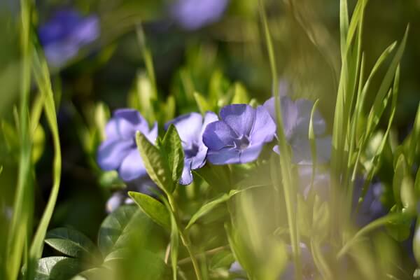 Kleines Immergrün - Vinca minor Kleines Immergrün - Vinca minor