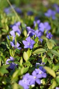 Kleines Immergrün - Vinca minor