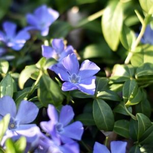 Kleines Immergrün - Vinca minor