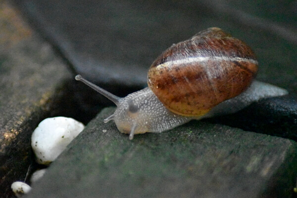 Junge Schnecke Junge Schnecke
