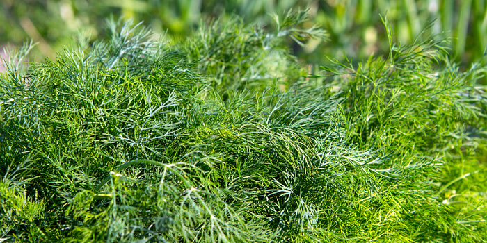 Dill im Garten