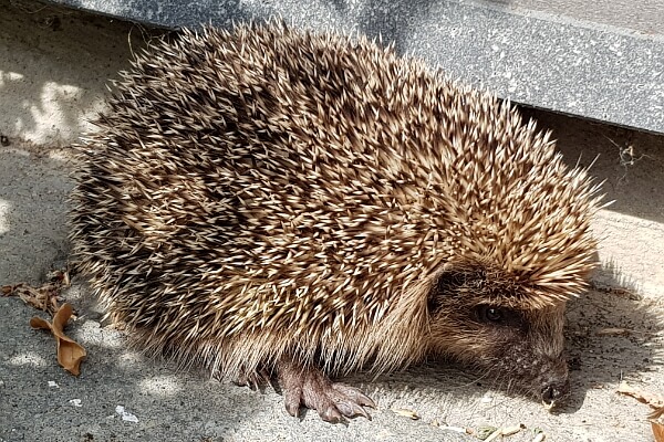 Igel im Garten