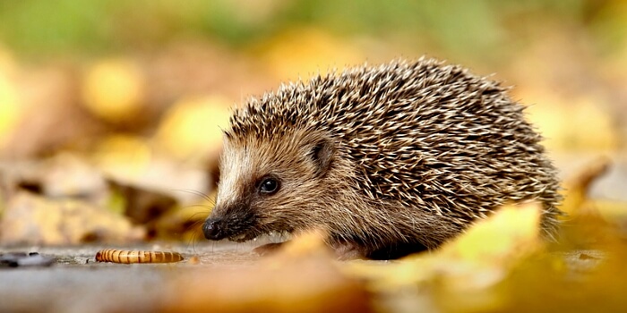 Igel mit Mehlwurm