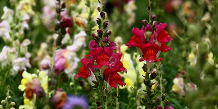 Löwenmäulchen – beliebte und farbenfrohe Sommerblume