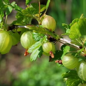 Stachelbeeren Hochstämmchen