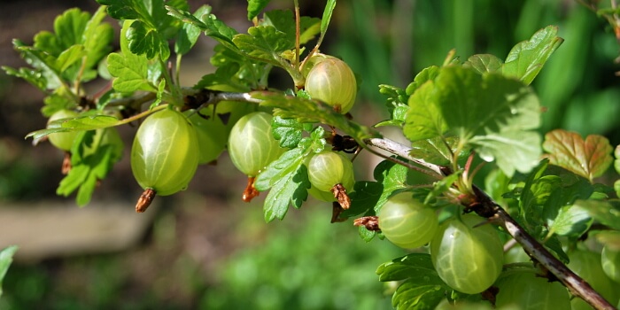 Stachelbeeren Hochstämmchen