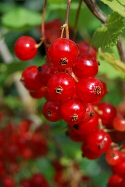 Rote Johannisbeeren Rote Johannisbeeren