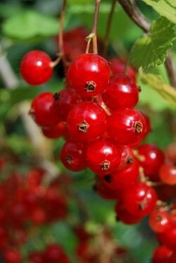 Rote Johannisbeeren