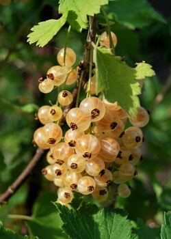 Weiße Johannisbeeren Weiße Johannisbeeren