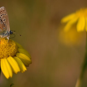 Wildpflanzensaatgut für Wildwiese - Schmetterling