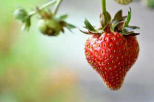 Gartenarbeit im Juni - Erdbeeren