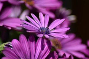 Gartenarbeit im Juni - Kapkörbchen