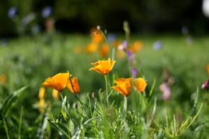 Gartenarbeit im Juni - Wildblumenwiese