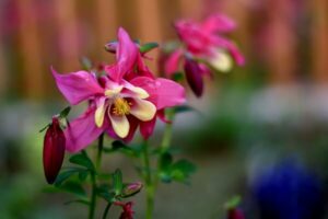 Gartenarbeit im Juli - Akelei