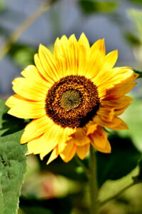 Gartenarbeit im Juli - Sonnenblume