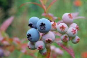 Gartenarbeit im August - Heidelbeeren