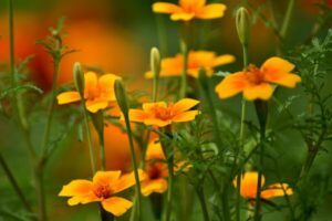 Gartenarbeit im August - Tagetes