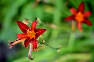 Gartenarbeit im August - Taglilien