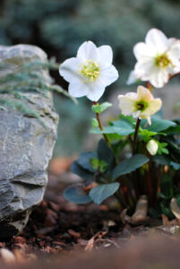 Gartenarbeit im September - Christrosen