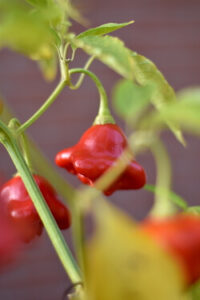 Gartenarbeit im September - Glockenpaprika