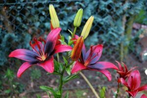 Gartenarbeit im Oktober - Lilien