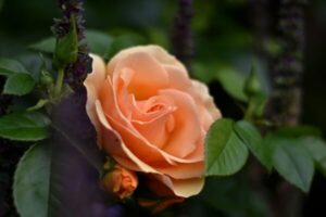 Gartenarbeit im Oktober - Rosen