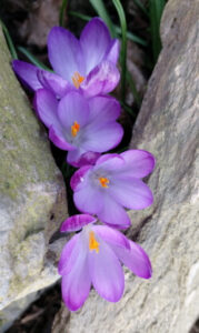 Gartenarbeit im November - Krokusse