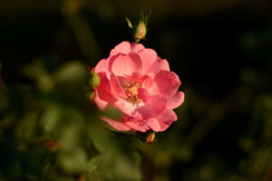 Gartenarbeit im November - Rosen anhäufeln