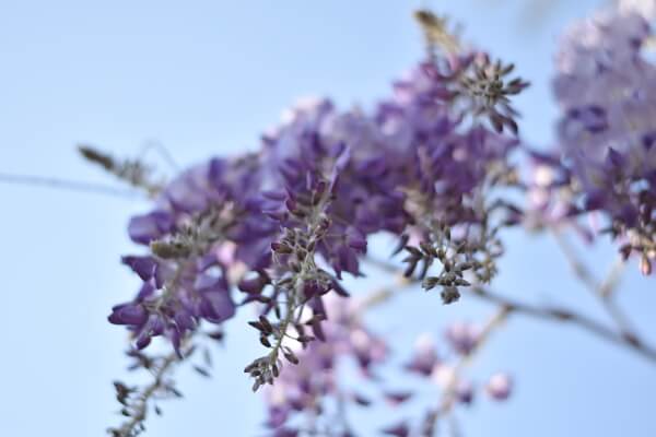 Gartenarbeit im Februar - Blauregen